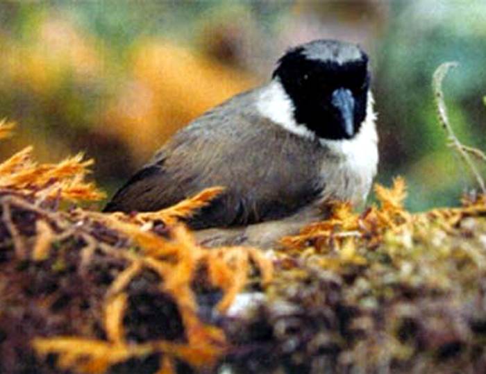 soyu 2019'da tükendi Po‘ouli