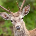 kameraya bakan geyik