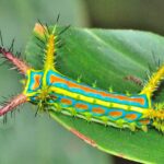 Calcarifera ordinata