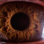 Gormenin evrimi Goz nasil ortaya cikti