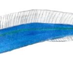 Haikouichthys