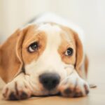 Köpekler neden üzgün bakıyor