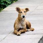 Köpekler yüksek sese neden uluyarak tepki veriyor