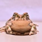 Kurbağanın boğazı neden sürekli hareket eder