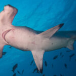 Scalloped Hammerhead Shark (Sphyrna lewini)