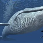 balina okyanusta yüzüyor