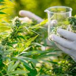 fransa kenevir bitkisi