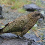 kea