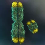 Erkek olarak doğan bireylerin çoğunda bir X ve bir Y kromozomu bulunurken, dişi olarak doğanlarda iki X kromozomu bulunur.