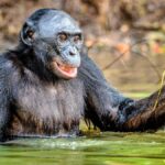 suda oynayan şempanze