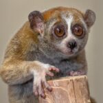 zehirli yavas loris 1