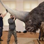 Dev Boynuzlu Gergedan (Elasmotherium)