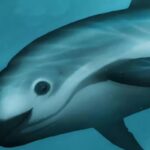 Körfez muturu (Vaquita) En nadir deniz memelisi