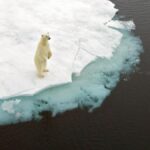 Kutup ayısının soyu ne zaman tükenecek