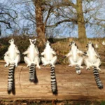 güneşlenen lemurlar