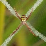Argiope keyserlingi