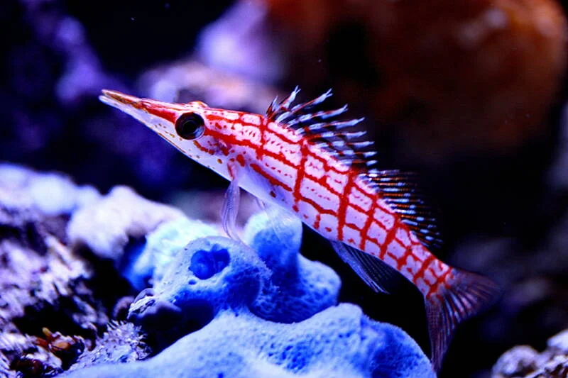 Cinsiyet Değiştirebilen Hayvanlar 8 Hawkfish (Cirrhitidae)