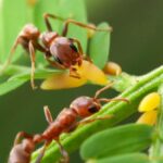 yaprak yiyen karınca fotoğrafı