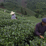 çay toplayıcıları