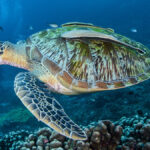 deniz kaplumbağası