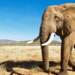 fil fotoğrafı afrika