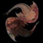 Çenesiz balık Tujiaaspis vividus