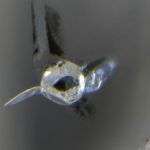 Dünya'nın mantosunda nadir elmaslar içeren bir okyanus var