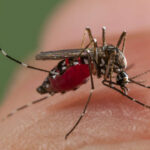 Asya Kaplan Sivrisineği