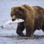 ayı balık avlıyor