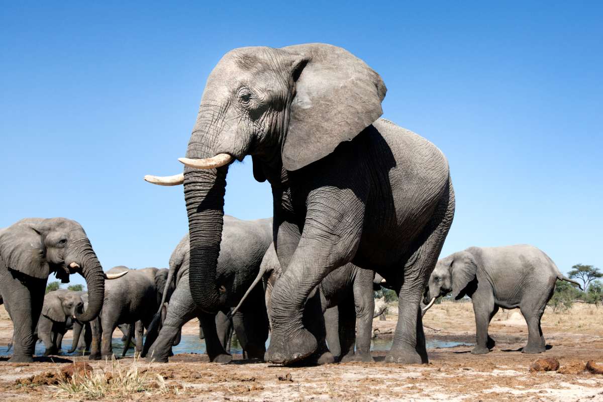 Hayvanlar Yok Olursa İnsanlara Ne Olur? 4 Bir Afrika fili.
