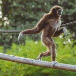 gibon