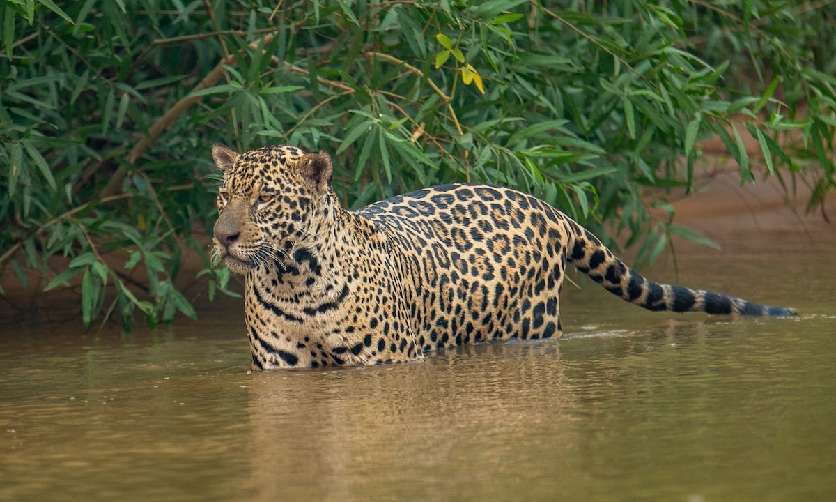 jaguar