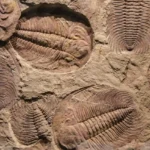 q12 fossils
