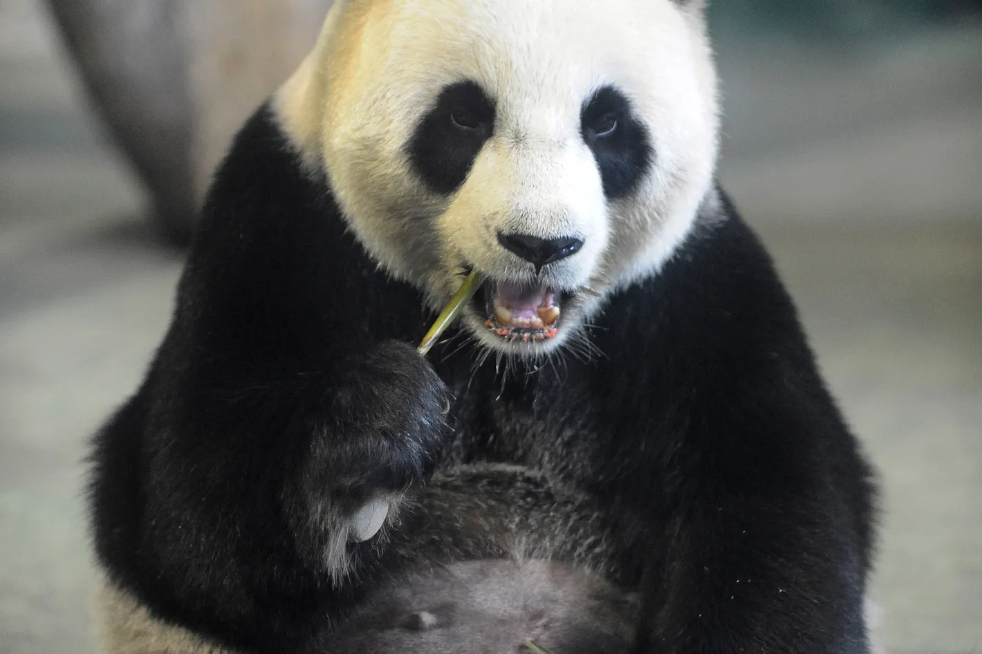 Ai Hin: İlgi Çekmek İçin Hamile Taklidi Yapan Panda 2 panda