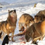 iStock 471139591 Wolf Kill 1024x622 1