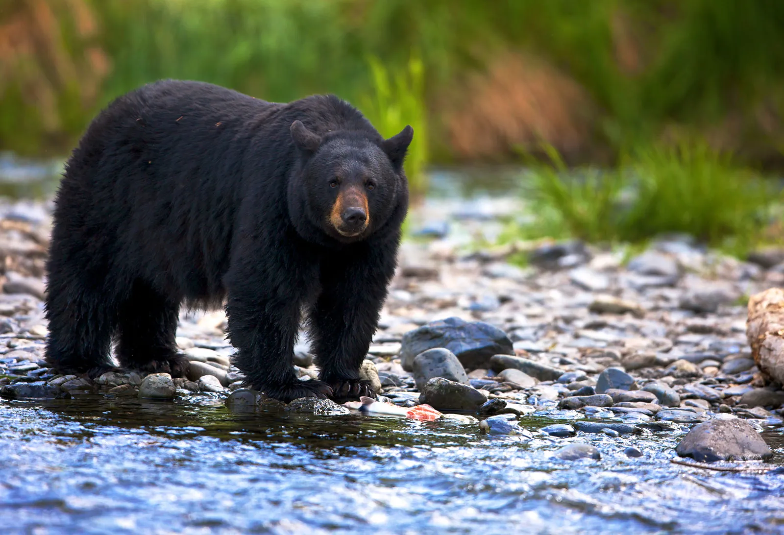 Ursus americanus