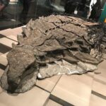 1440px Nodosaur transformed