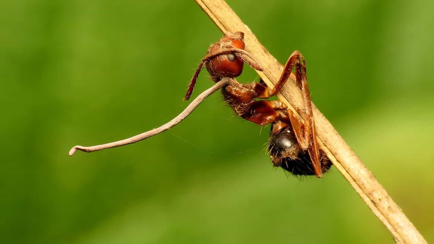 The Last of Us Dizisine İlham Veren Zombi Karınca Mantarı 2 Ophiocordyceps unilateralis bulaşmış karınca