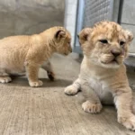 Screen Shot 2023 02 09 at 7 1 transformed