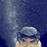 Afrika bok böcekleri (Scarabaeus satyrus)