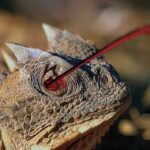 kan fışkırtan kertenkele Phrynosoma