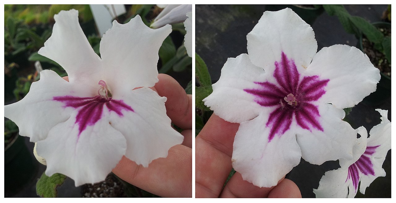 Çiçek Simetrisi: Bazı Çiçekler Neden Simetrik? 4 1280px Peloria in Streptocarpus