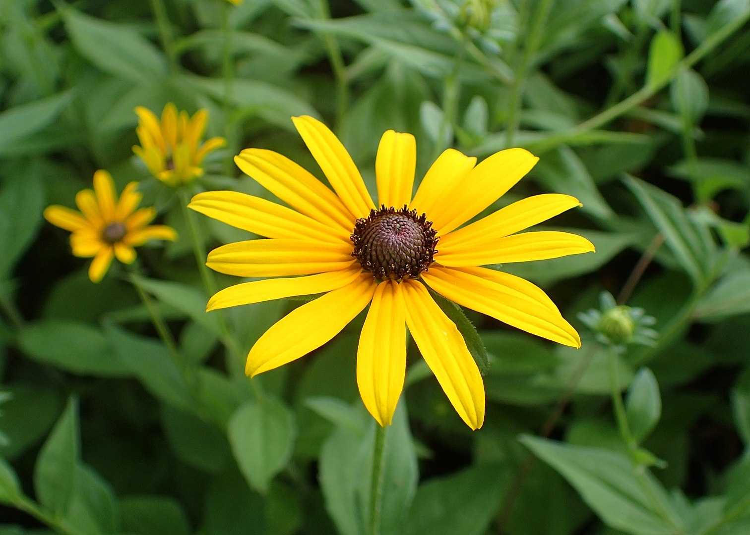 Antosiyaninler: Çiçeklerin Rengarenk Olmasının Nedeni 4 Rudbeckia hirta