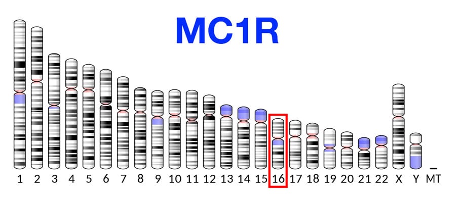 Bazı İnsanların Kızıl Saçlı Olmasının Nedeni 3 MC1R geninin bulunduğu 16. kromozom.