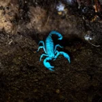 uv ışık parlayan akrep