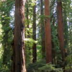 dünyanın en uzun ağacı