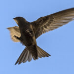 Dal üzerinde oturan Bayağı Ebabil (Apus apus)