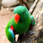 Eclectus Parrot