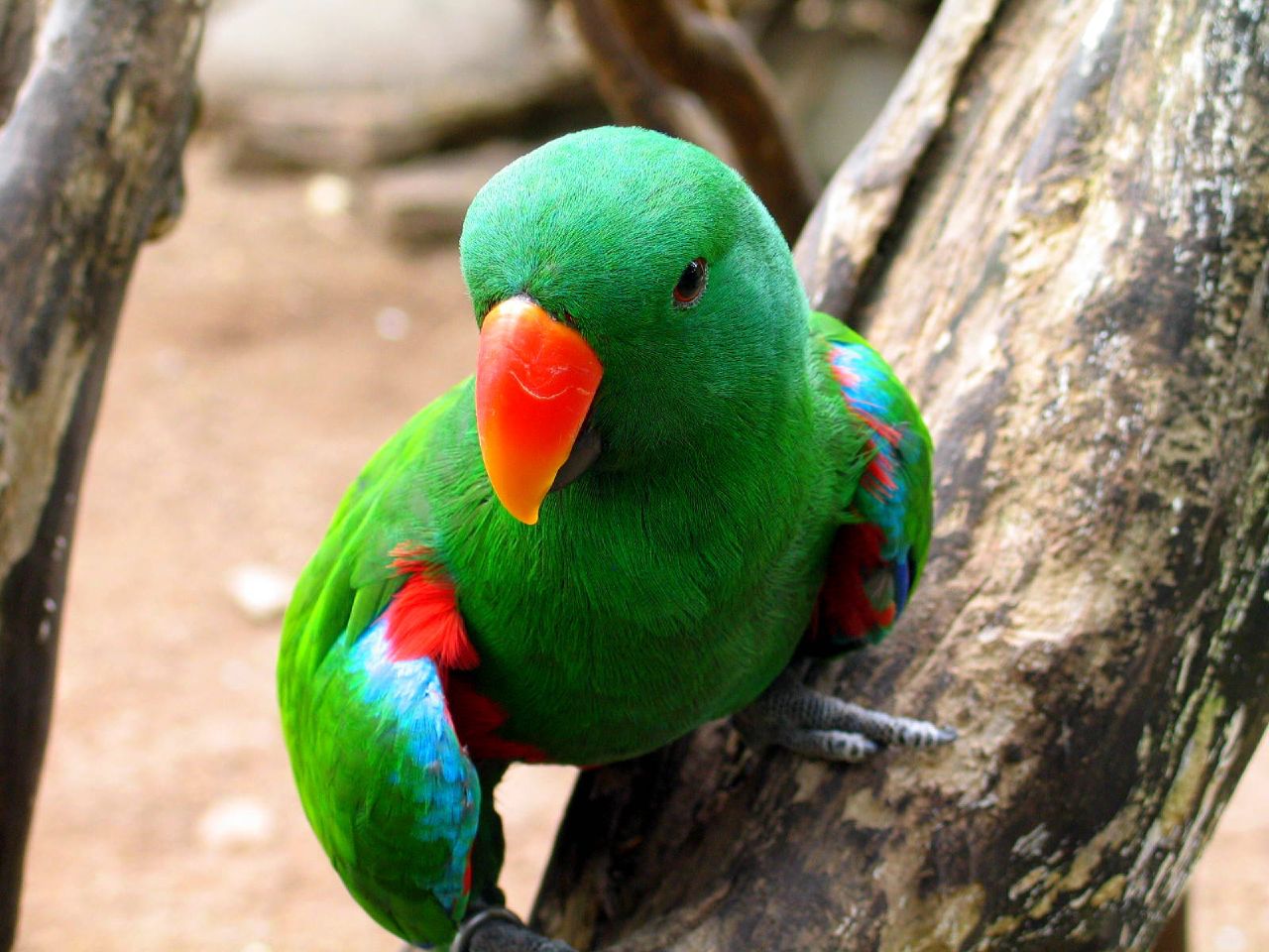 Eclectus Parrot
