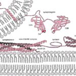 Nöromediyatör salınımında ekzositozu yönlendiren moleküler mekanizma.